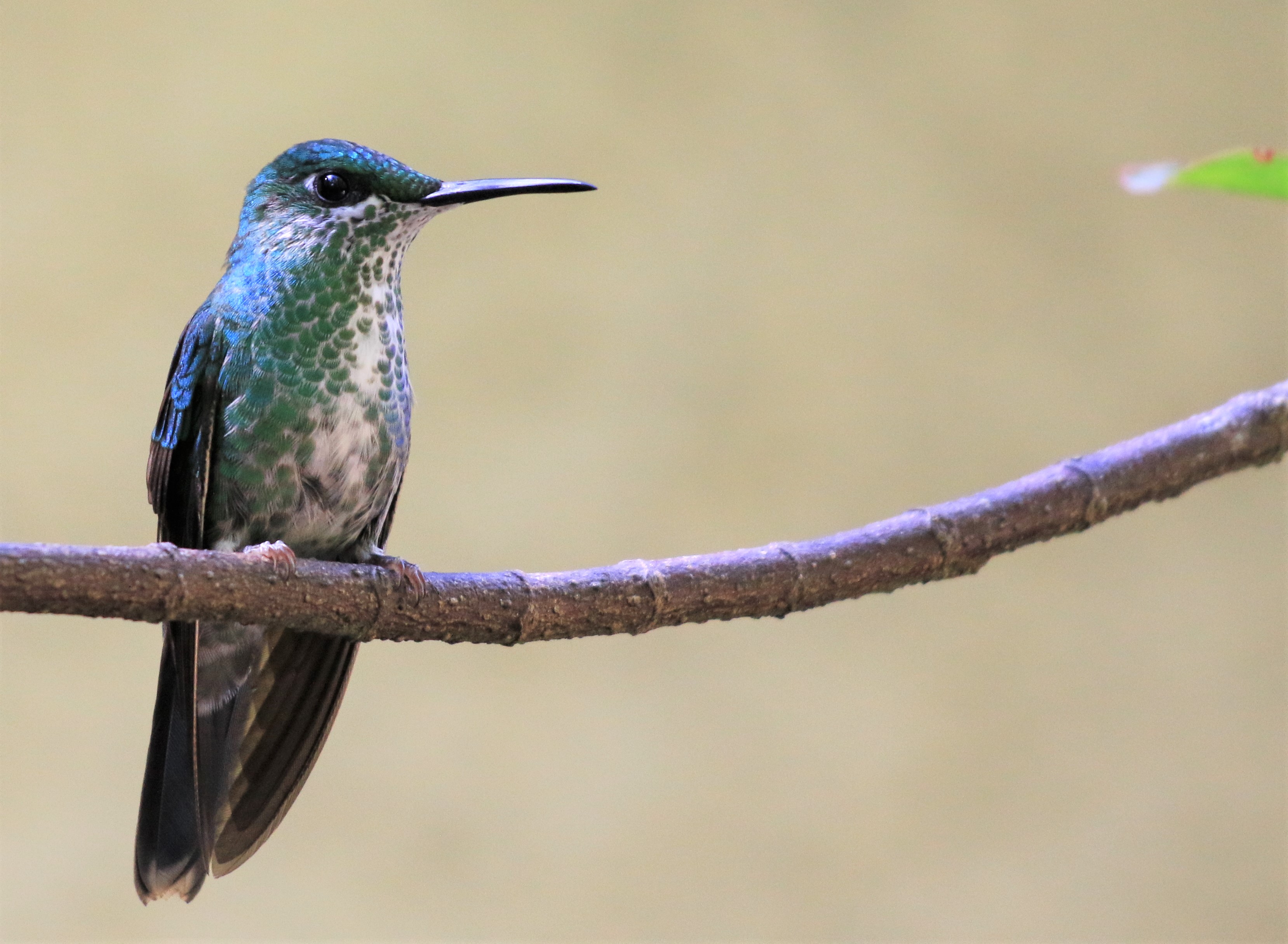 Costa Rica